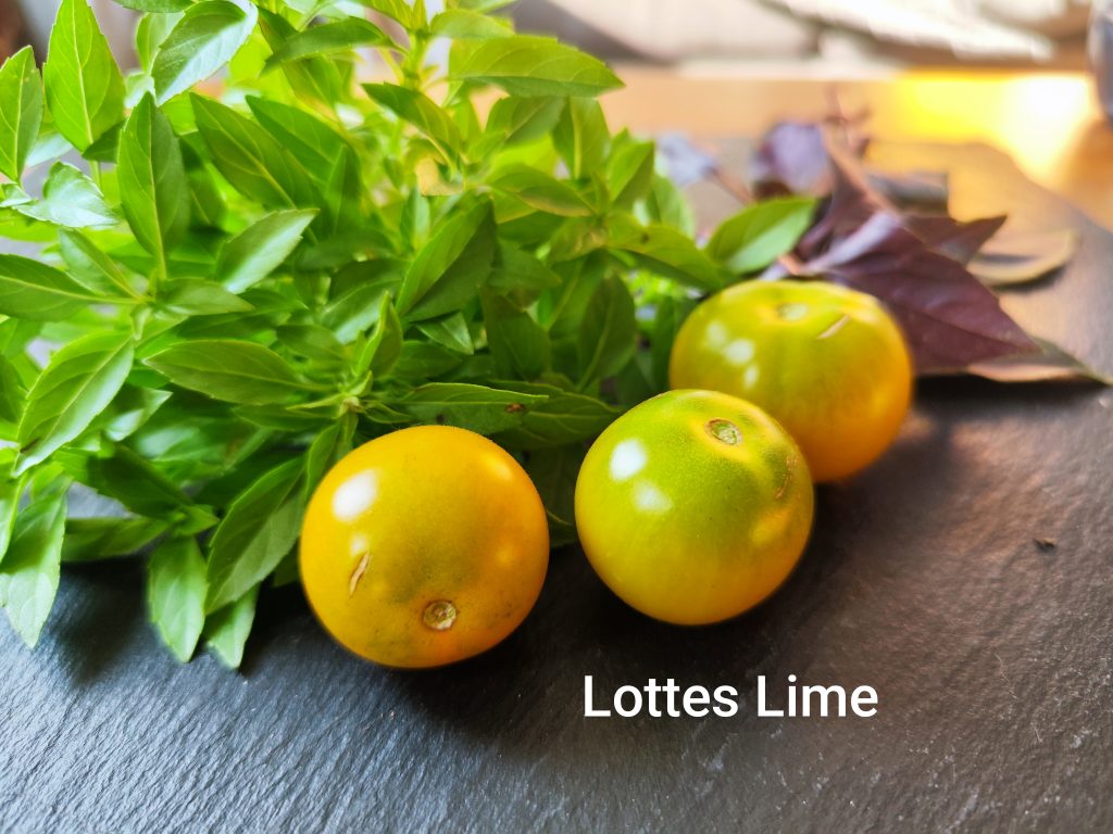 Lottes Lime