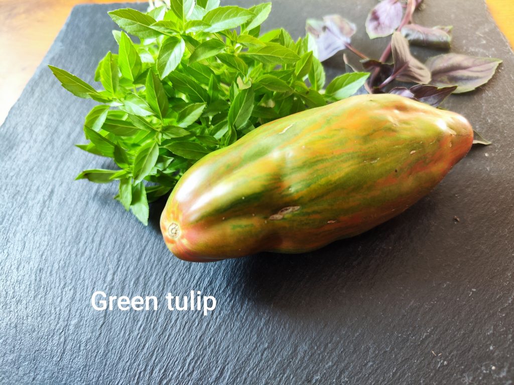 Green Tulip