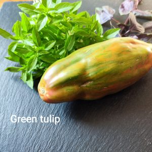 Green Tulip