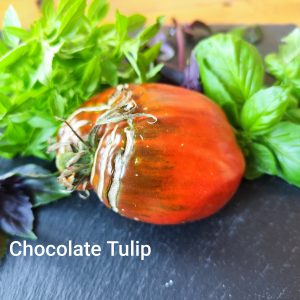 Chocolate Tulip