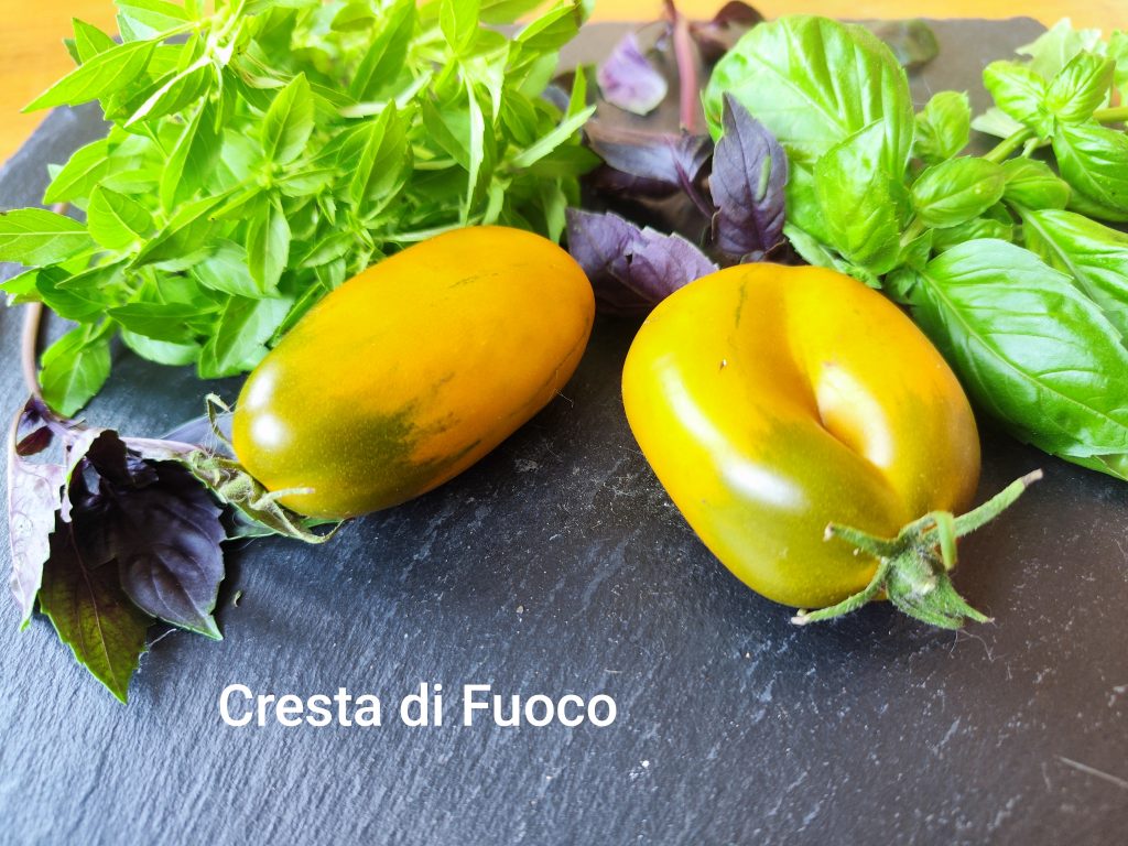 cresta di fuoko ochre