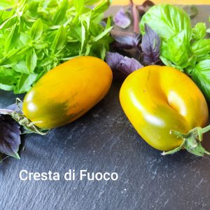 cresta di fuoko ochre