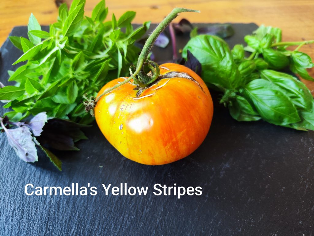 Carmella's Yellow Stripes
