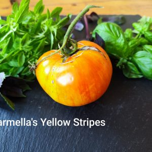 Carmella's Yellow Stripes