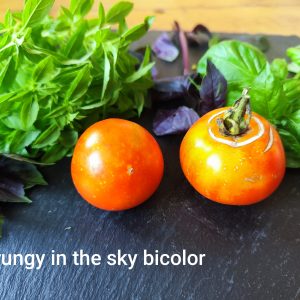 Grungy in the sky bicolor