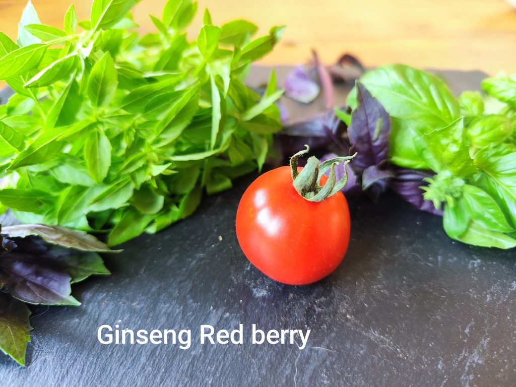 Ginseng red berry
