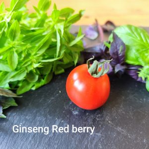 Ginseng red berry