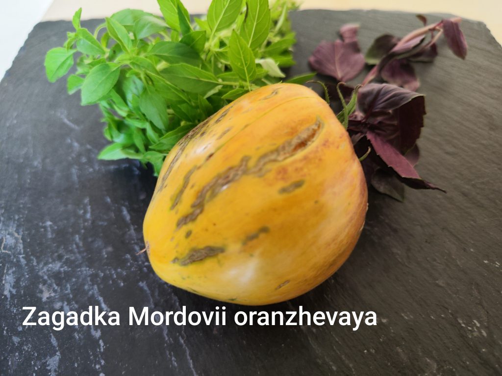 Zagadka Mordovii oranzhevaya