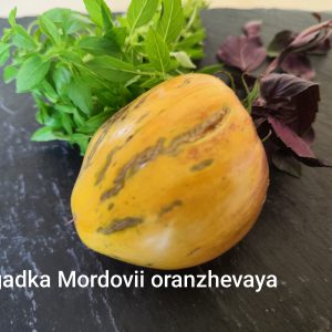 Zagadka Mordovii oranzhevaya