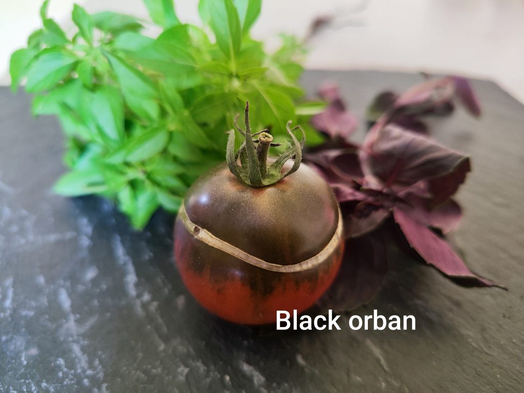 Black orban