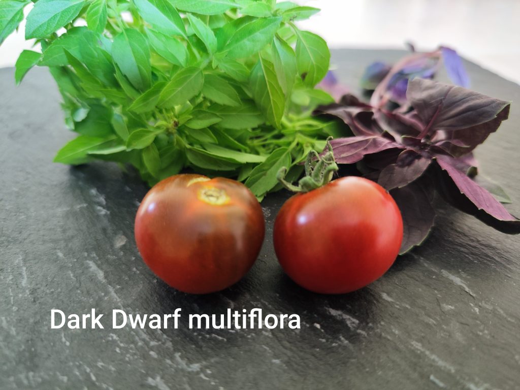 Dark Dwarf Multiflora