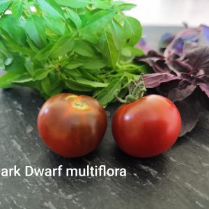 Dark Dwarf Multiflora