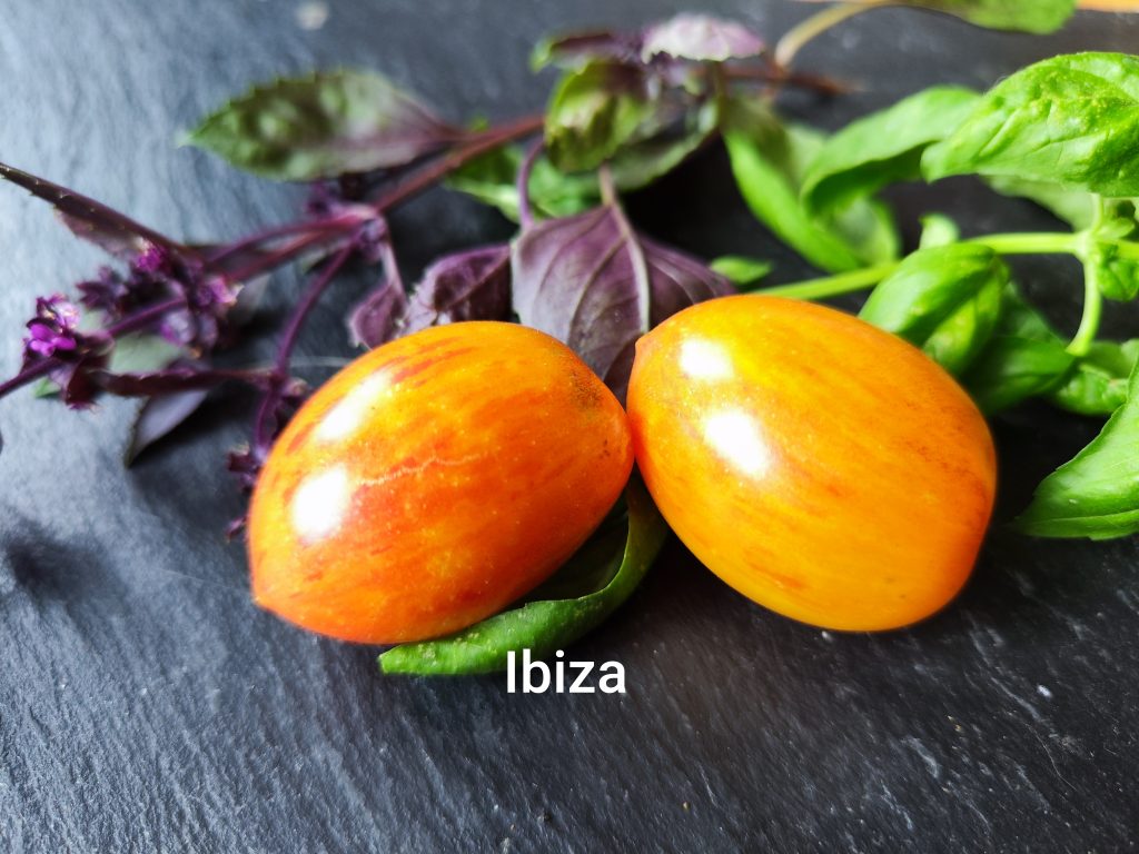 Ibiza