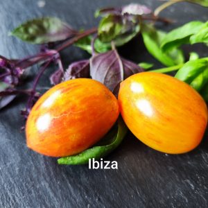 Ibiza
