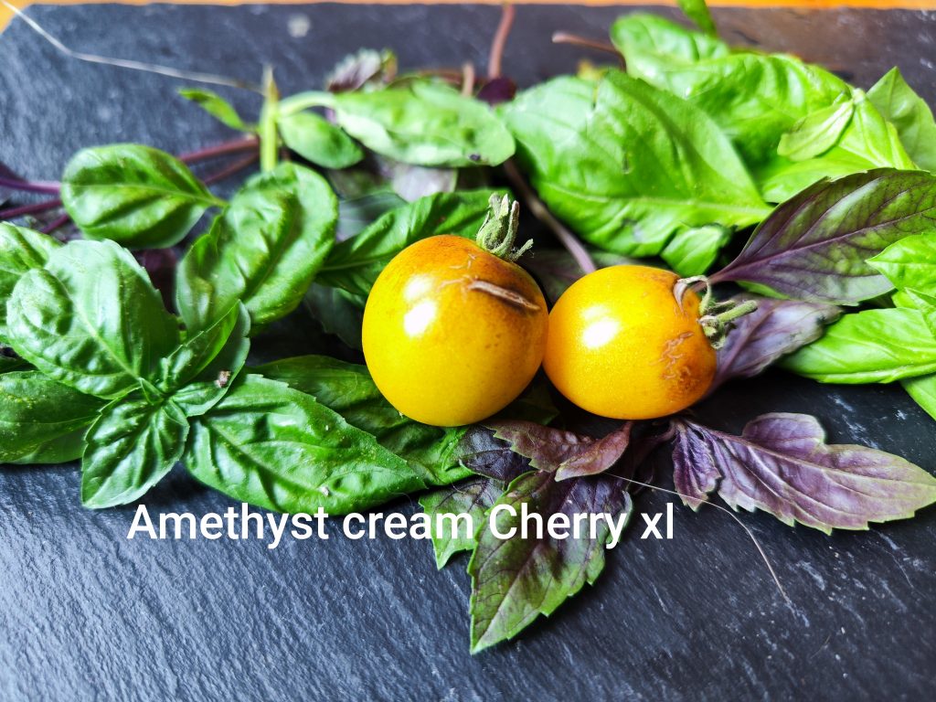 Amethyst cream cherry xl