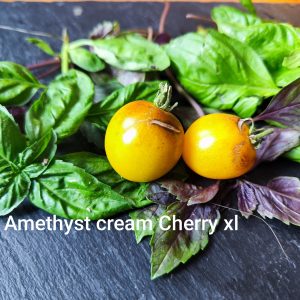 Amethyst cream cherry xl