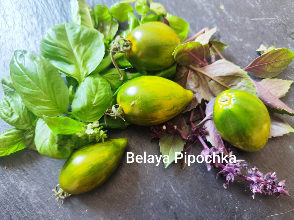 Zelenaya pipochka