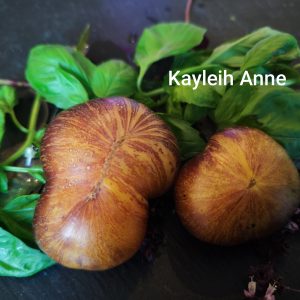 Kayleigh Anne