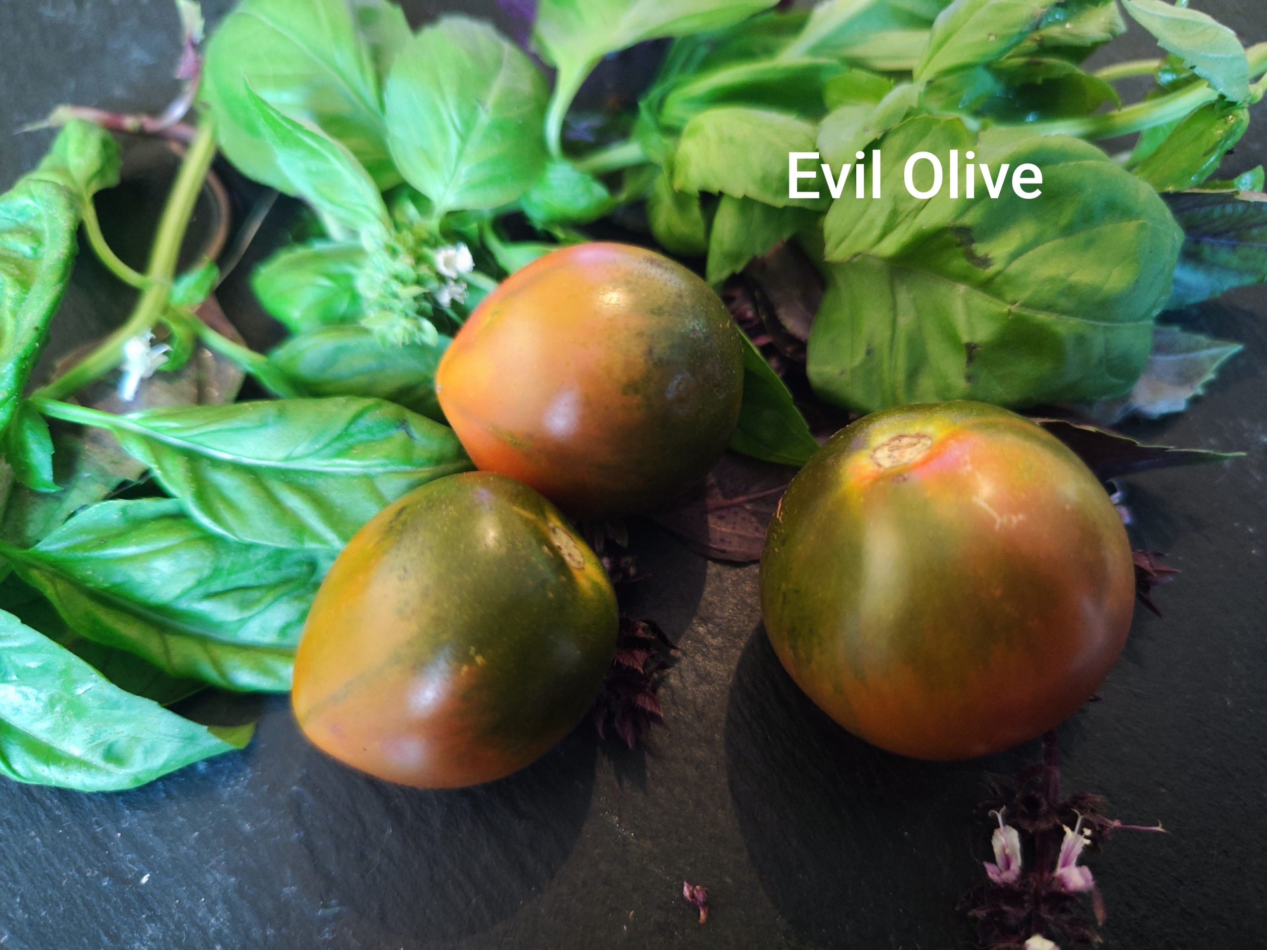 Evil olive