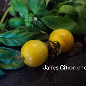 Janes citron cherry