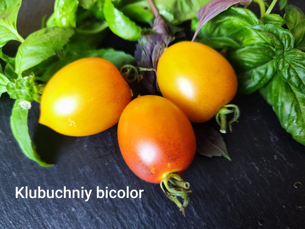Klubuchny bicolor