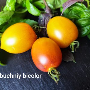 Klubuchny bicolor