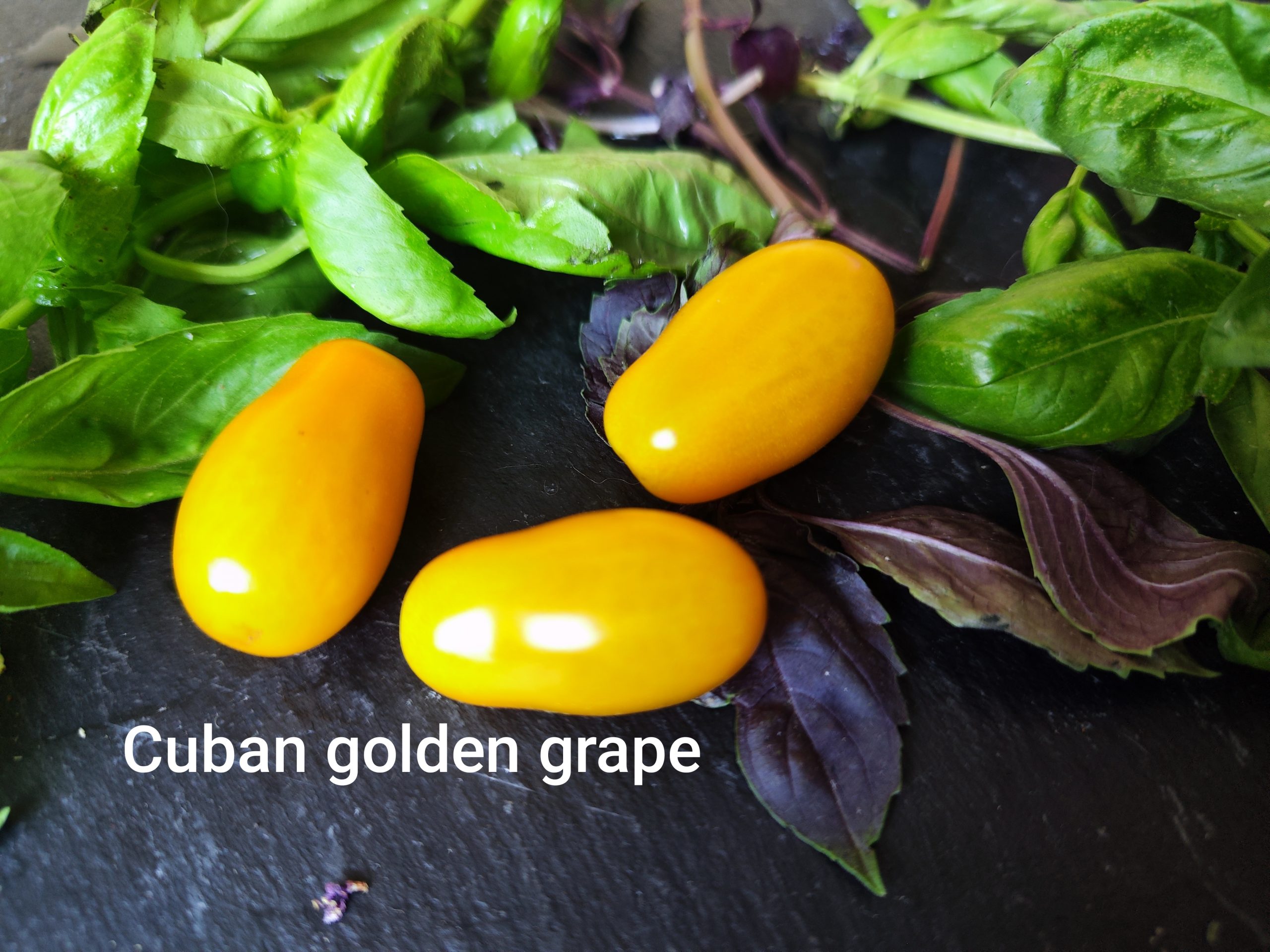 Cuban golden grape