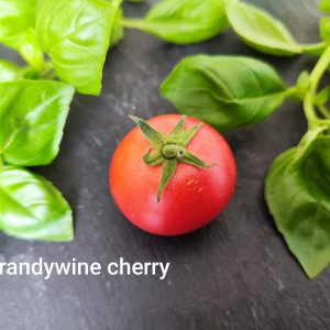 Brandywine cherry