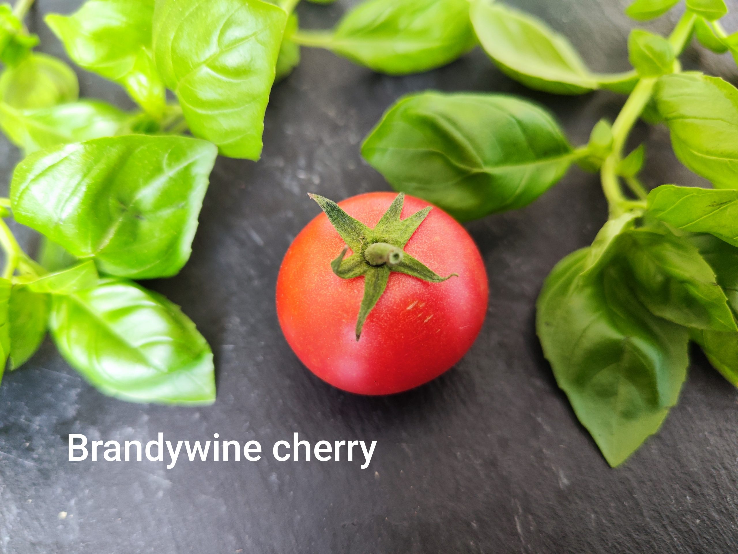 Brandywine cherry