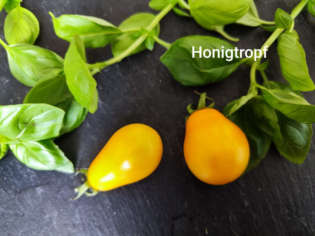 Honigtröpfchen