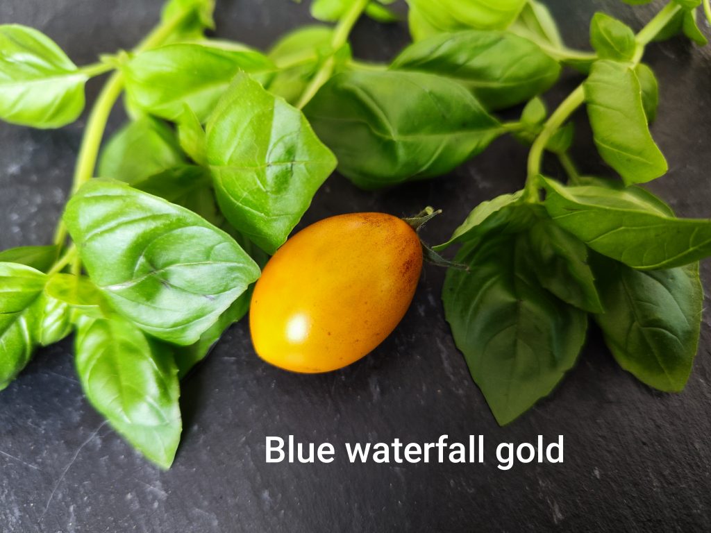 Blue waterfall gold