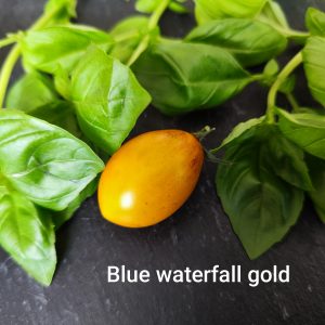Blue waterfall gold