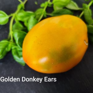 Golden Donkey´s Ears