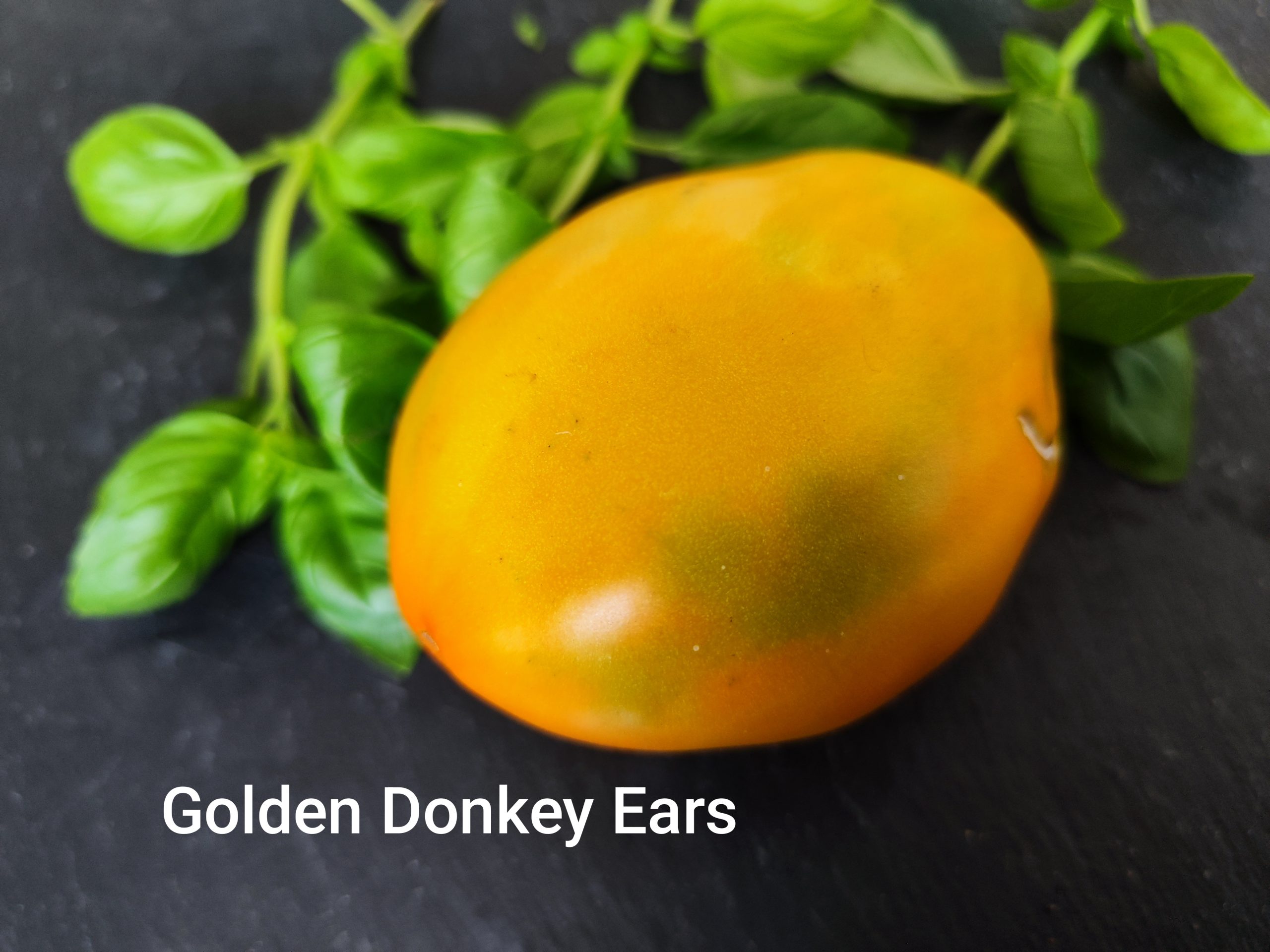 Golden Donkey´s Ears