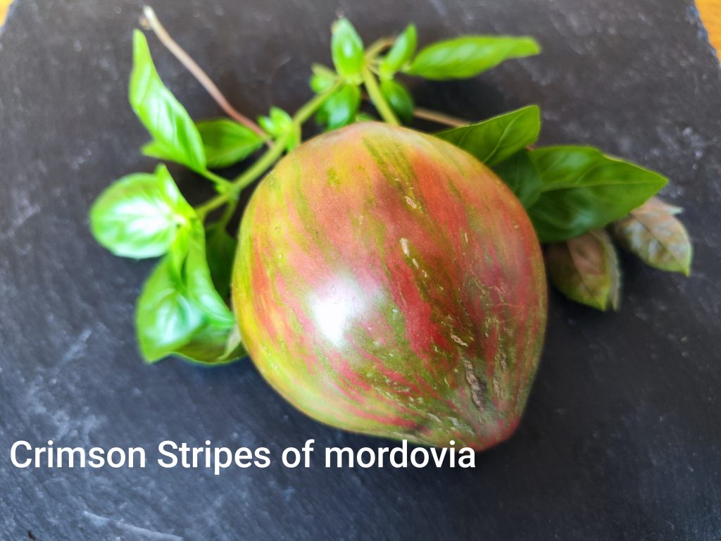 Crimson stripes of Mordovia