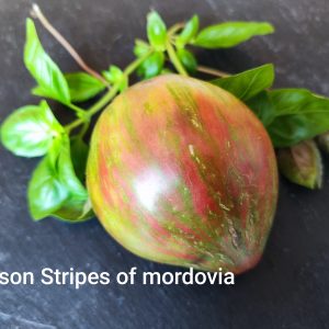 Crimson stripes of Mordovia