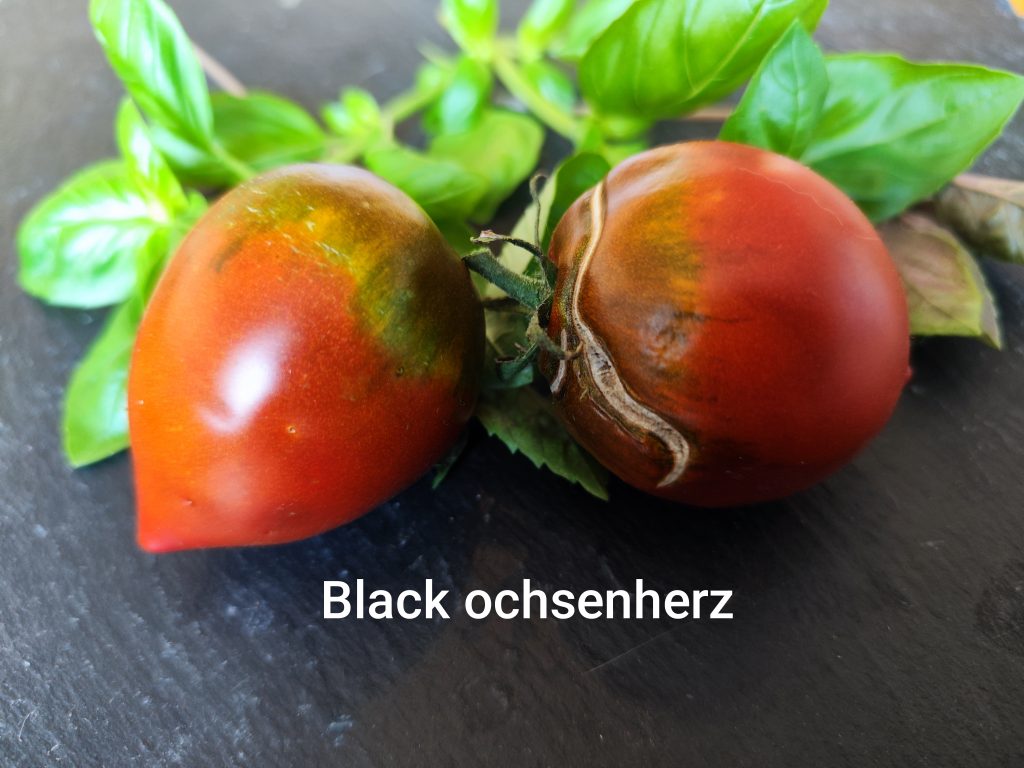 Black Ochsenherz