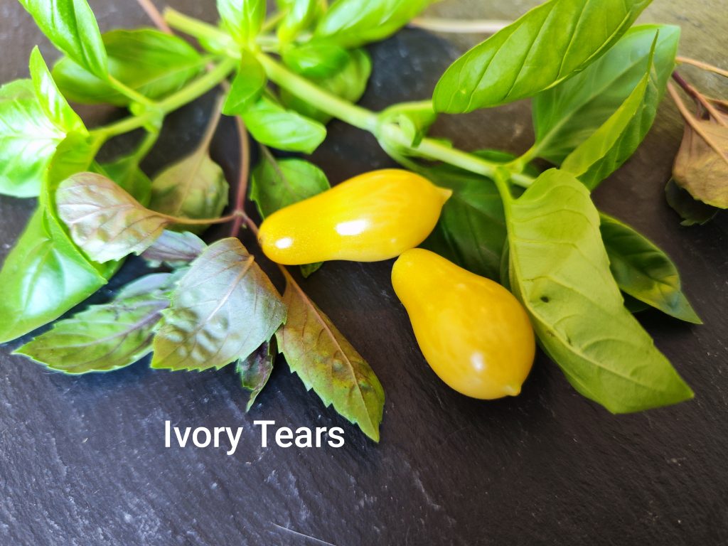 Ivory Tears