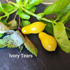Ivory Tears