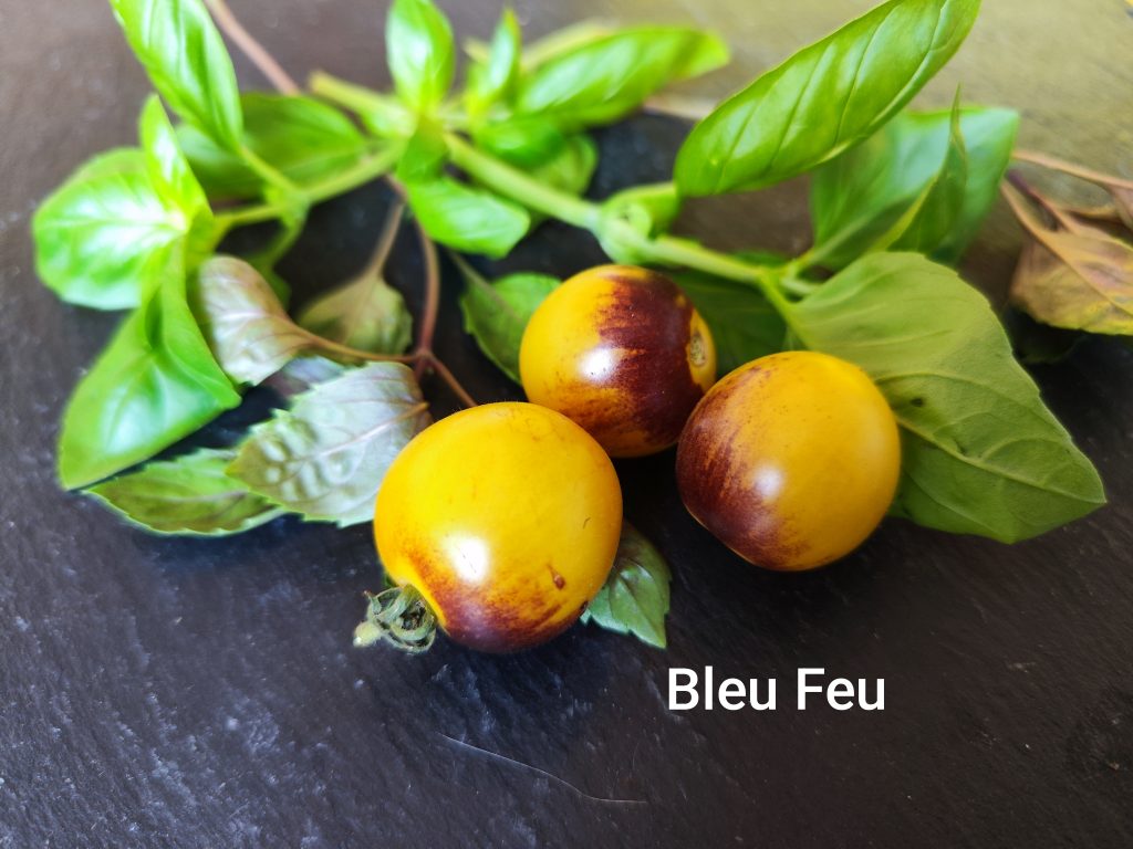 Bleu Feu