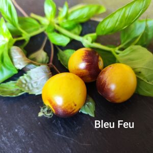 Bleu Feu