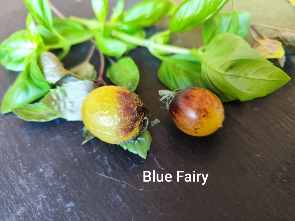 Blue Fairy