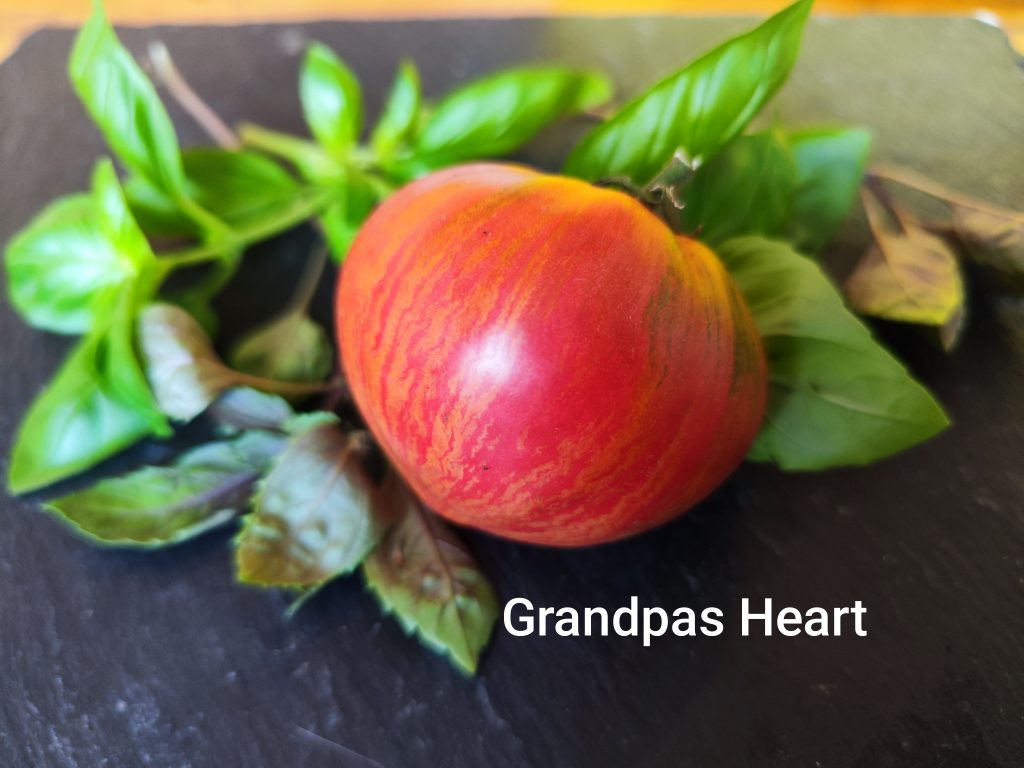 Rebel Starfighter Grandpa's Heart