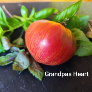 Rebel Starfighter Grandpa's Heart