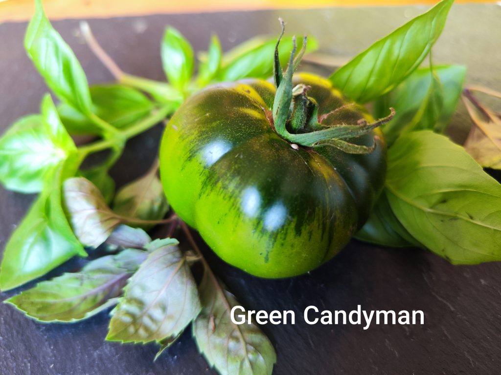 Green Candyman
