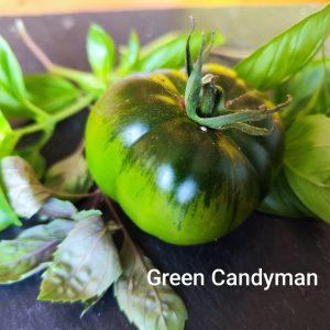Green Candyman