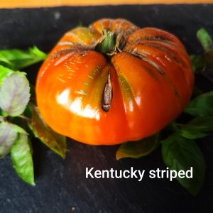 Kentucky striped