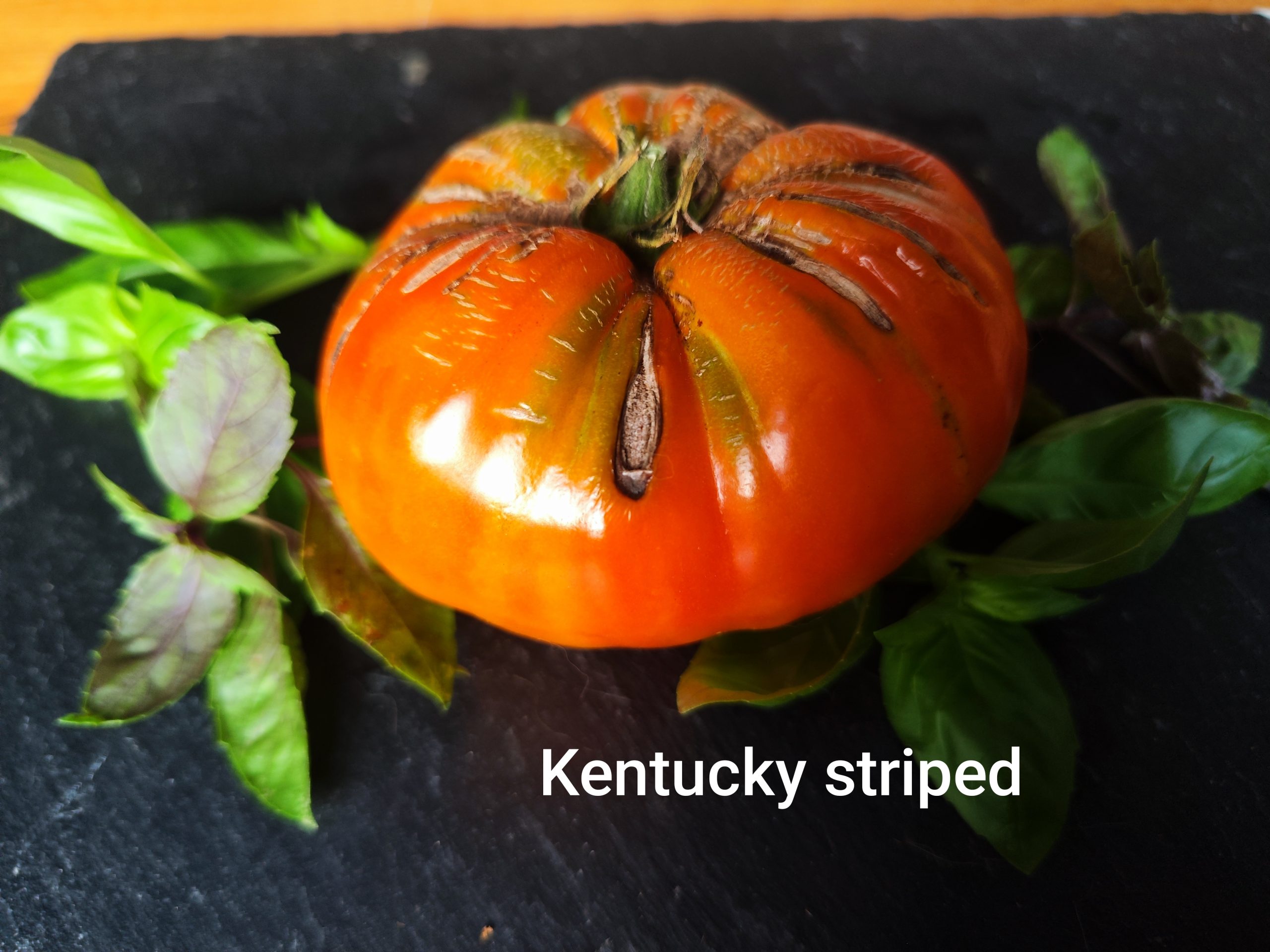 Kentucky striped