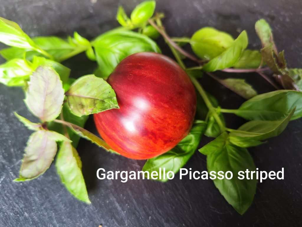 Gargamella picasso striped