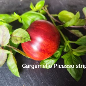Gargamella picasso striped